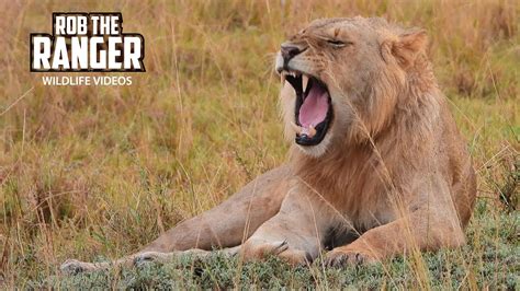 Nomadic Lions Finish A Meal Maasai Mara Safari Zebra Plains Youtube