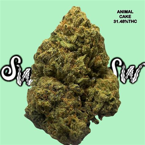 animal tsunami strain 8