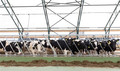 How To Start Sustainable Dairy Farming Benefits And How To Reduce Your