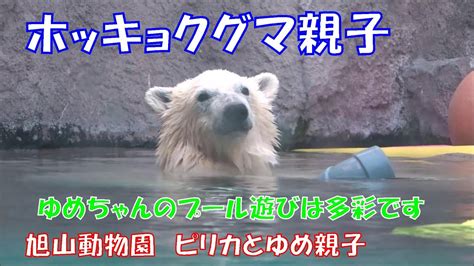 ゆめちゃんのプール遊びは多彩です（旭山動物園 ホッキョクグマのピリカとゆめ親子） Youtube