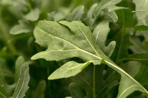 How To Identify And Manage 15 Common Arugula Pests Reportwire