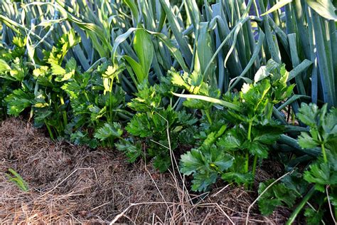 Growing delicious celeriac – Sara's Kitchen Garden