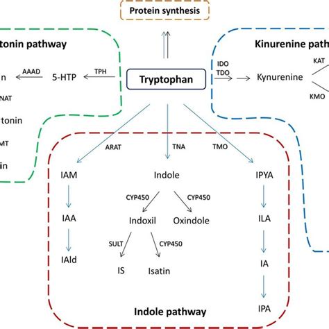 Schematic Overview Of Tryptophan Metabolic Pathways In The Host And Its