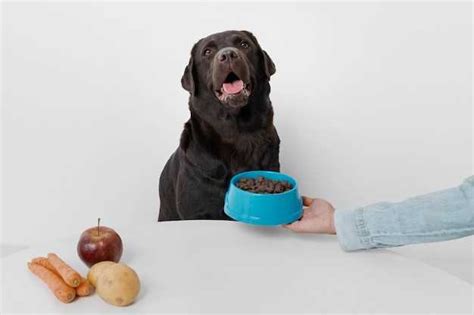 Les chiens peuvent ils digérer la nourriture aux pommes