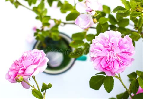 Hot Herbal Tea With Rose Petals In Ceramic Tea Cup Outdoors Stock Photo Image Of Cookies