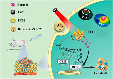 Frontiers An Nir Ii Responsive Nanoplatform For Cancer Photothermal