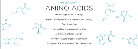 Amino Acids Are Essential For The Growth And Repair Of The Skin Amino