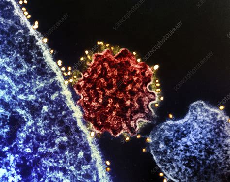 Nipah virus, TEM - Stock Image - C056/3635 - Science Photo Library