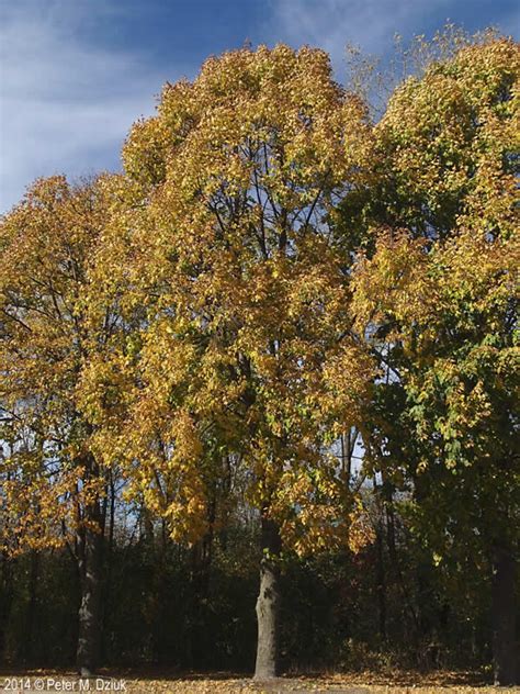 Tilia Americana American Basswood Minnesota Wildflowers