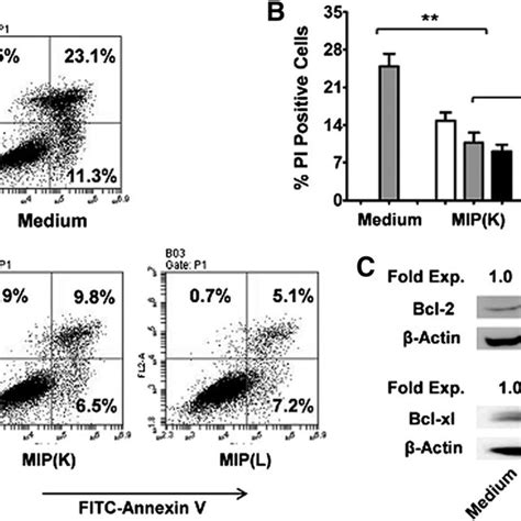 Cytokine Production By Mip Stimulated Dcs Bmdcs Were Stimulated With