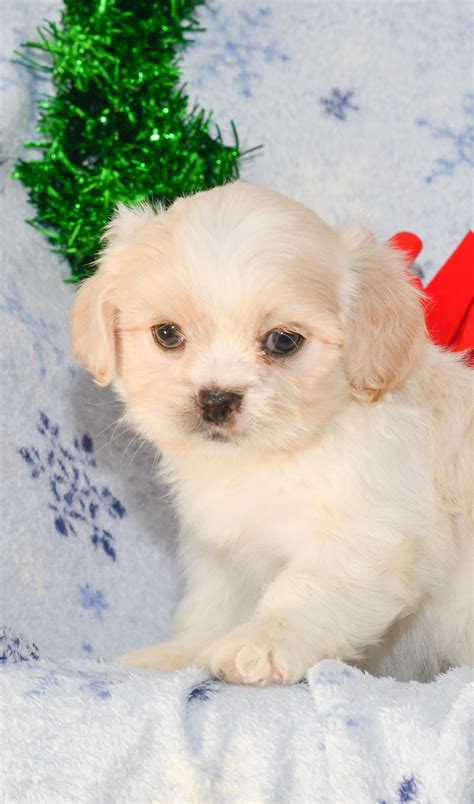 Layla - Lhasa Apso - All Star Puppies : All Star Puppies