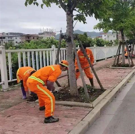 【漳路养护】耕耘的四月 补植绿化进行时龙海树苗道路