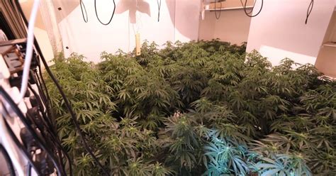 Residents Shocked After Large Cannabis Farm Found In Wollaton