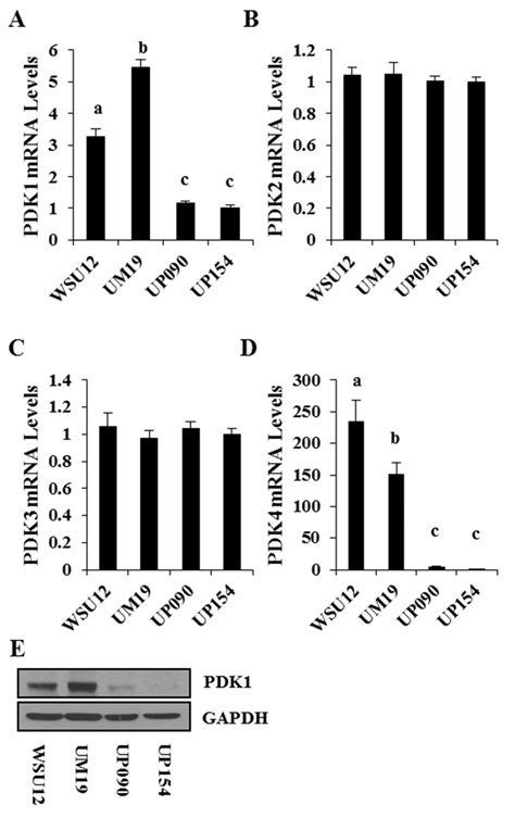 Pdk Expression Profile In Hnscc Cell Lines Quantitative Rt Pcr Of Pdk1 Download Scientific