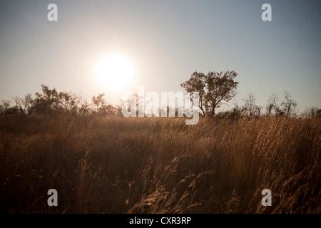 South Africa Bush Bushland Landscape Acacia Trees Acaciatree Bush Stock