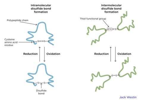 Complete Mcat Amino Acids Proteins Guide Mcat Content