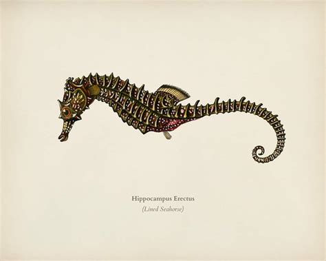 Lined seahorse (Hippocampus Erectus) illustrated | Premium Photo - rawpixel