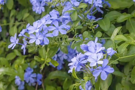 Plumbago ‘Imperial Blue’