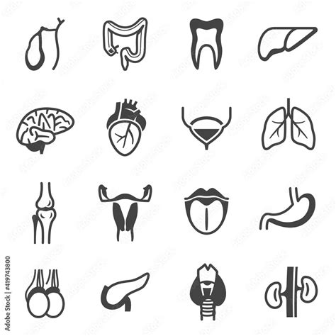 Internal Organs Bold Black Silhouette And Line Icons Set Isolated On