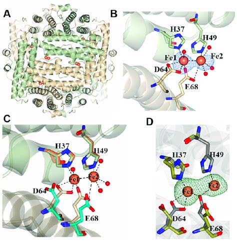 Iron Binding Sites In Dps A View Of The Two Identical Di Iron