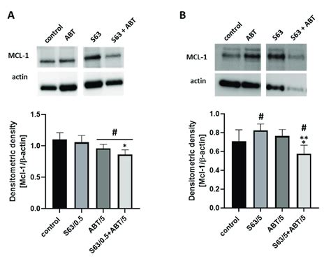 Expression Of Mcl Protein In Hl Panel A And Ml Panel B Cells