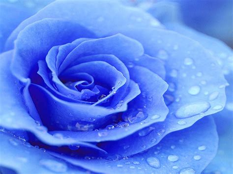 Blue Rose Desktop Wallpapers - Top Free Blue Rose Desktop Backgrounds ...