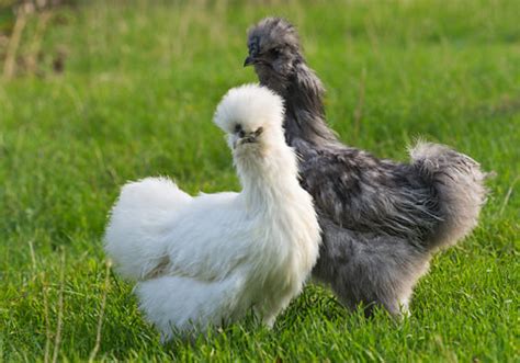 Silkie Bantam - My Pet Chicken