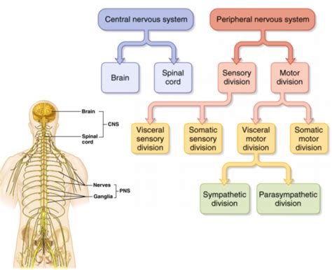 Aandp Exam 3 Fundamentals Of The Nervous System Online Module