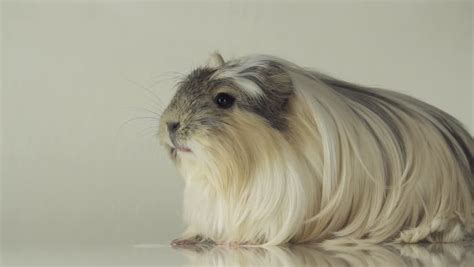 Coronet Guinea Pig: Facts, Personality, Care, with Pictures