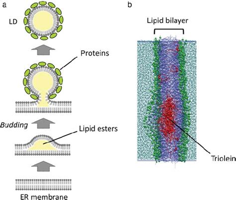 Ld Biogenesis And Lipid Esters In The Membrane A A Hypothetical