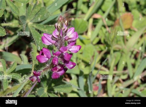 Pink Flowering Raceme Inflorescence Of Lupinus Hirsutissimus Fabaceae