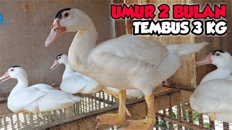 Keunggulan Ternak Entok Jumbo Unur Bilan Bobot Tembus Kg Lebih