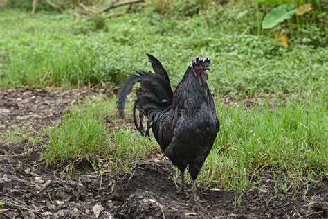 Kadaknath Black And Hen Pollachi India Stock Image Image Of