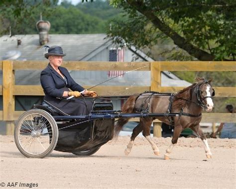 Miniature horse Driving | Horses, Miniature horse driving, Miniature horse