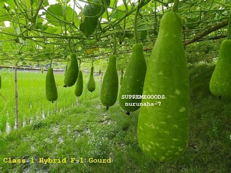 Class 1 Hybrid F 1 Bangladeshi Bottle Gourd Pani Kodu Doodhi Lauki 7 Seeds