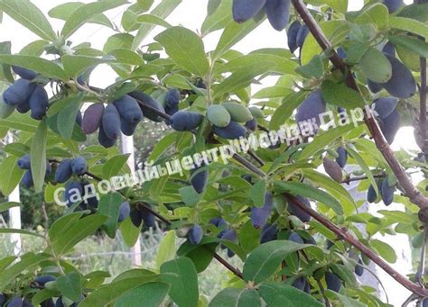 Жимолость Югана саженцы купить в Москве и Подмосковье в питомнике