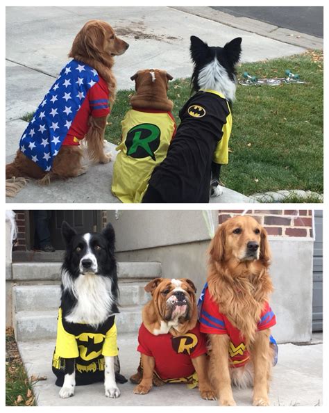Defended our block from rowdy trick or treaters. : r/aww