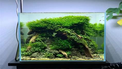 How To Anchor Aquarium Plants In Gravel A Step By Step Guide For Beginners