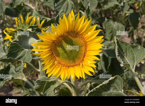 Sunflower Seed Heads Stock Photo Alamy