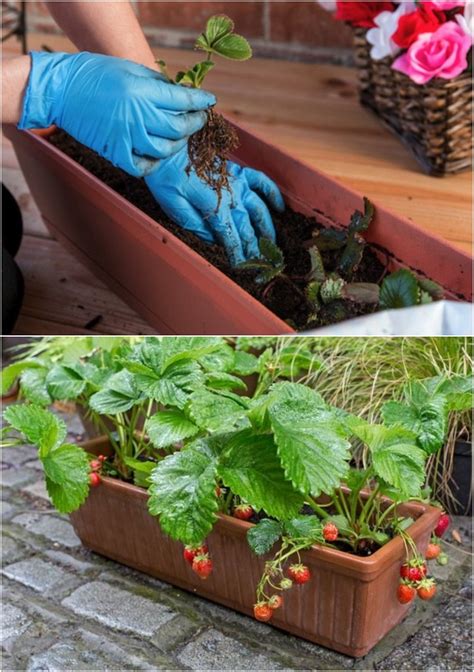 Bonnes Fa Ons De Faire Pousser Des Fraises Chez Vous