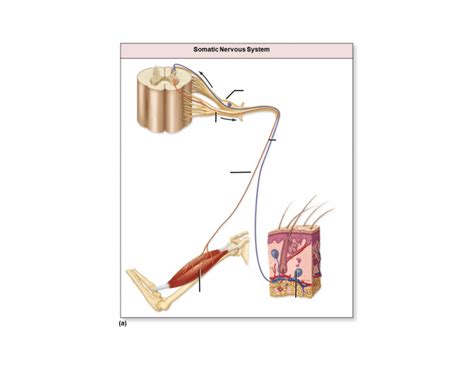 Somatic Nervous System Quiz