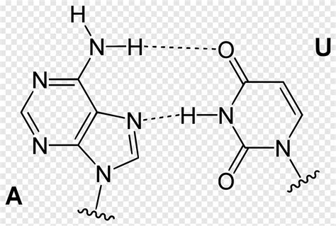 Adenine Thymine Base Pair Structure