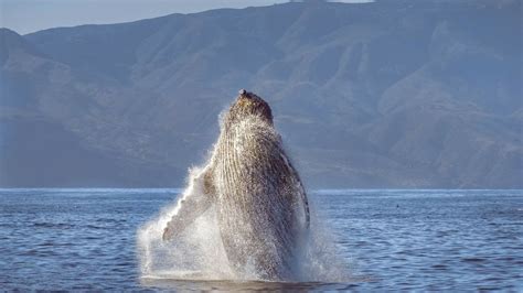 Whale Heritage Sites Of The World Laptrinhx News