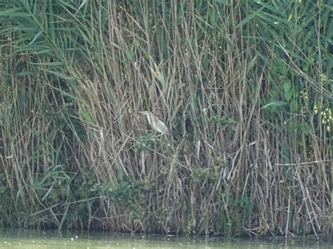 Specie Protetta Nel Parco Urbano Giorgio Bassani Museoferrara