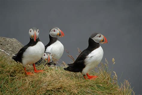 Puffins In Ireland Where To See Puffins In Ireland