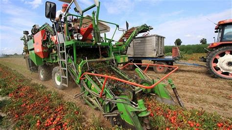 Colheita Mecanizada Facilita Cultivo De Tomate