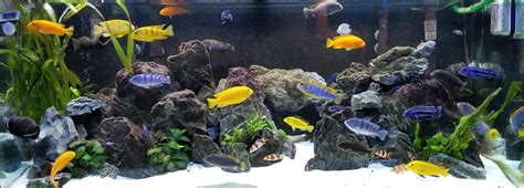 174 Lake Malawi Cichlids