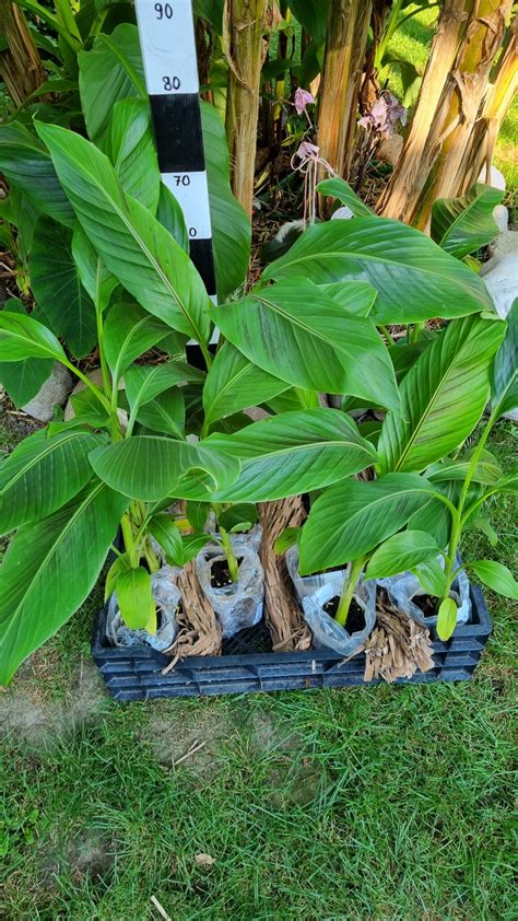 Musa Sikkimensis Red Tiger Darjeeling Banane