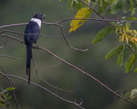 White Necked Myna Facts Diet Habitat And Pictures On Animaliabio