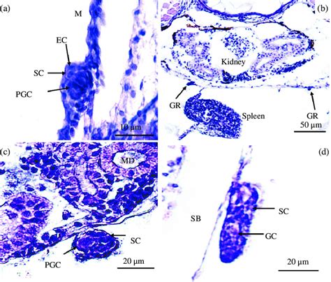 Cross Sections Of Undifferentiated Gonads In Tachysurus Ussuriensis